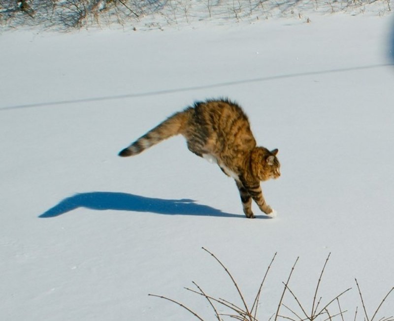 Кот прыгает в снег