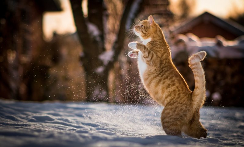 Кот с пушистым хвостом зимой