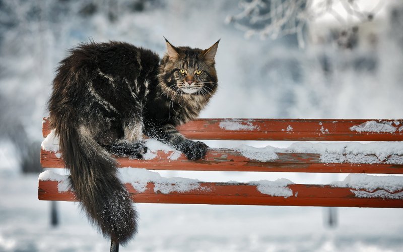 Кот бежит по снегу