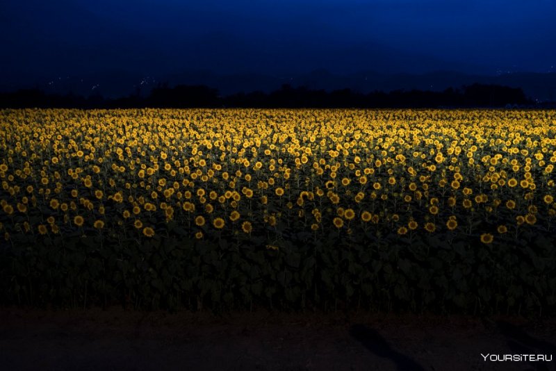 Ван Гог ночное поле