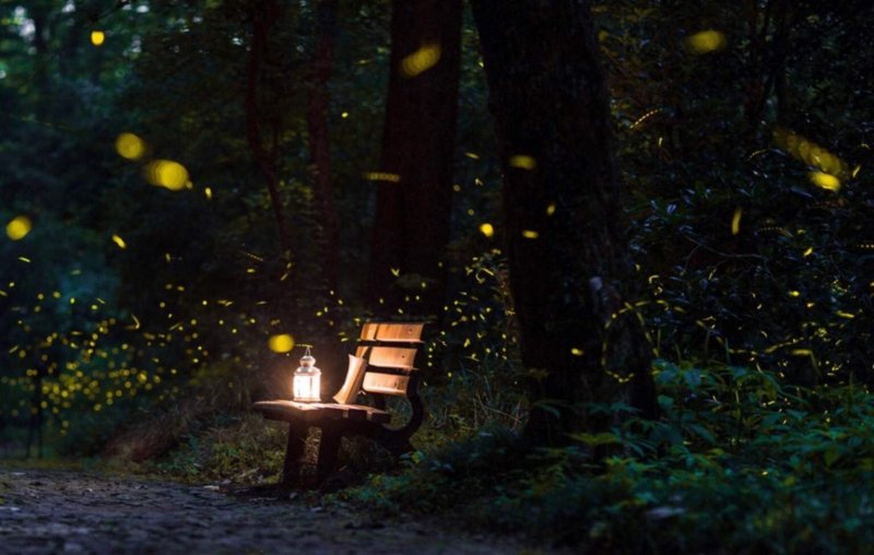 Фотосессия с фонариком в лесу