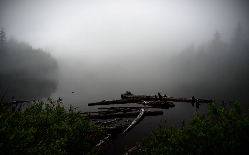 Туман над лесом картинки