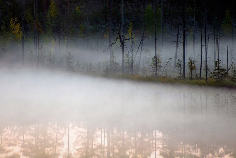 Лес Поляна туман