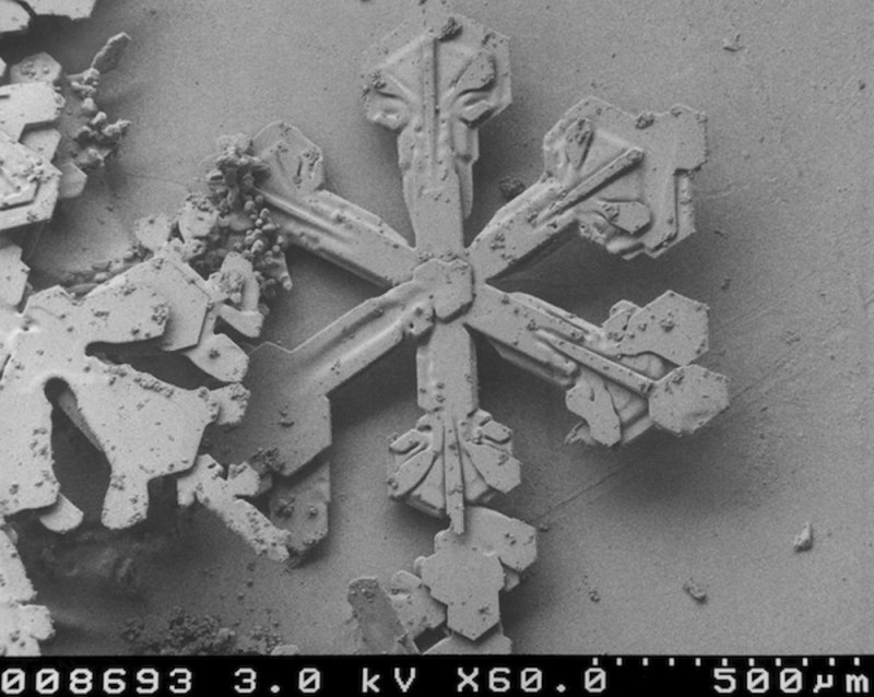 Снежинкапод микроскоплм