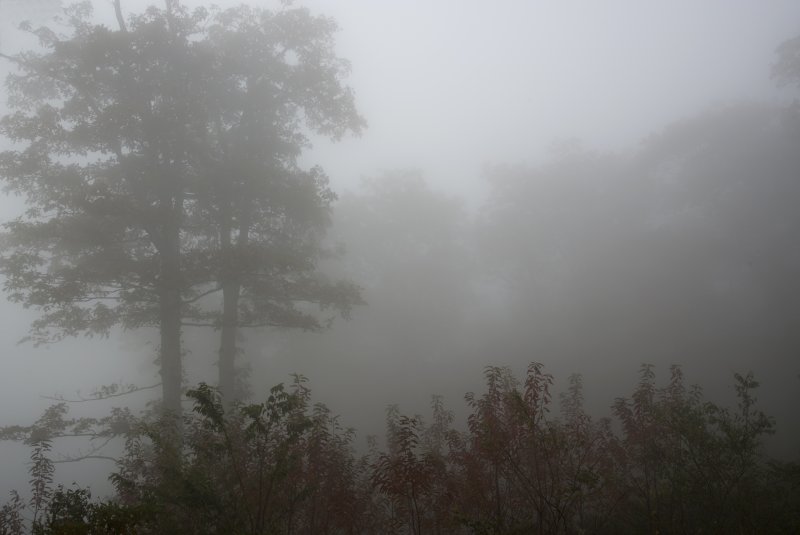 Густой туман
