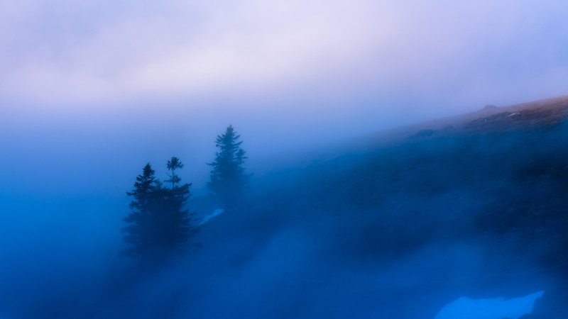 Туманный лес в синих тонах