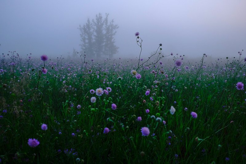 Поле цветов в тумане
