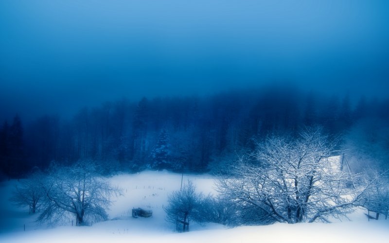 Синий туман снеговое Раздолье