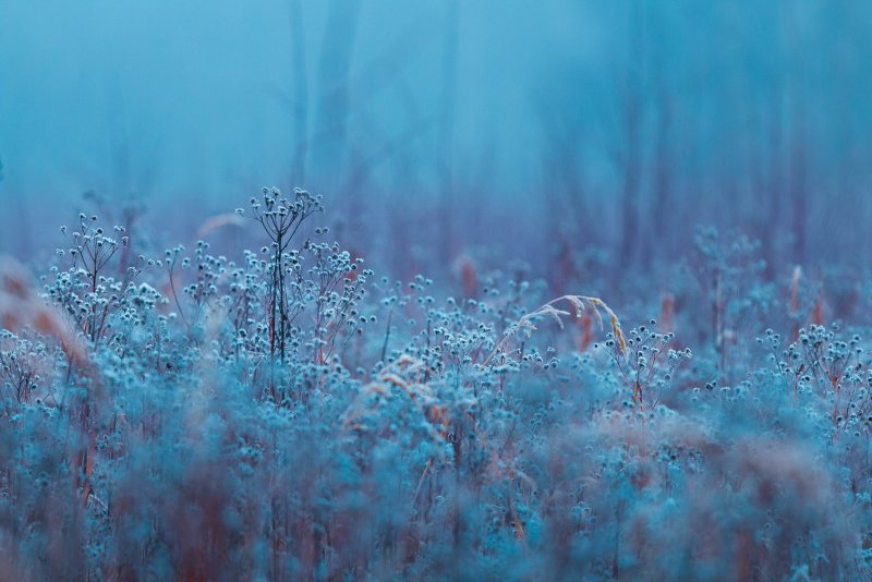 Голубой туман цвет