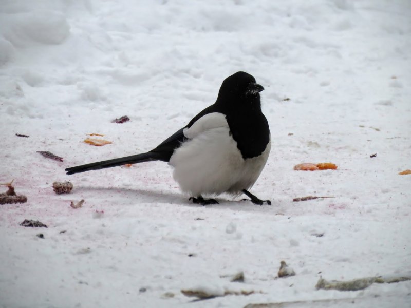 Снего идёт во дворе собачка птичка
