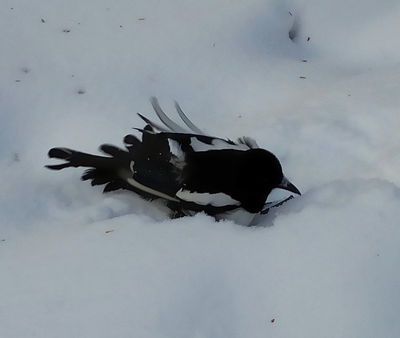 Ворона купается в снегу