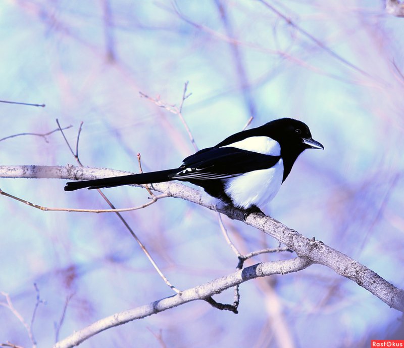 Зимующие птицы Хабаровского края сорока