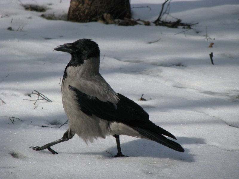 Зимующие птицы сорока