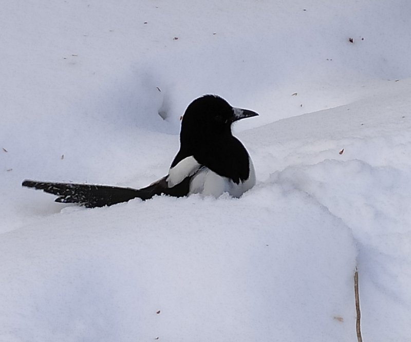 Ворона купается в снегу