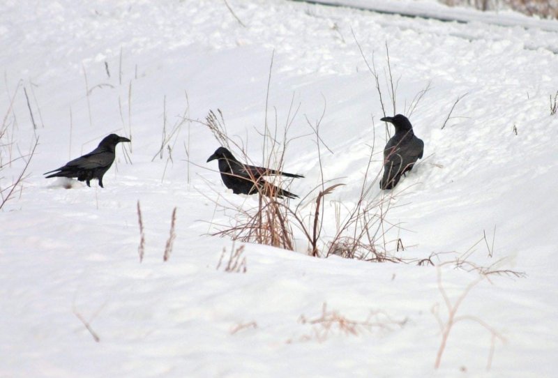 Зимующие птицы сорока