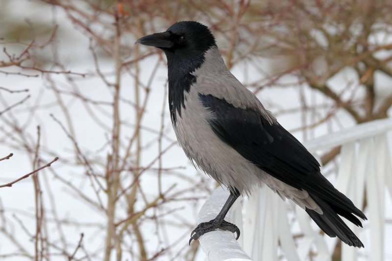 Зимующие птицы ворона
