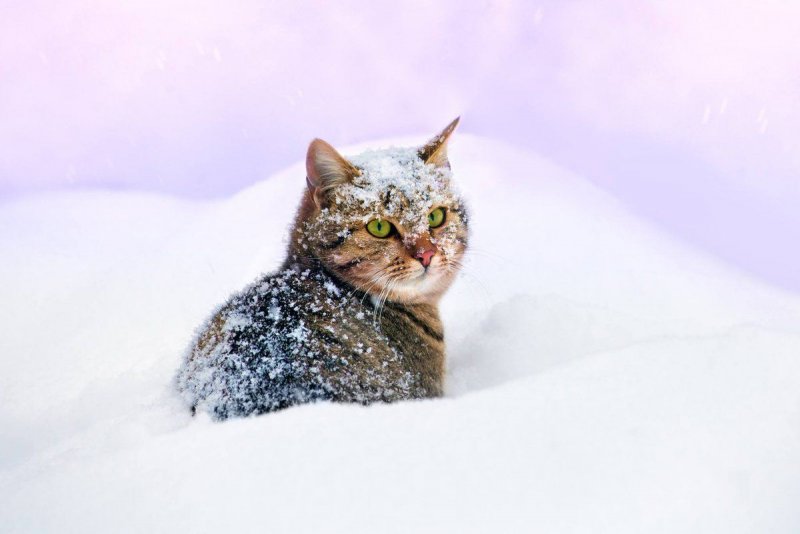 Кот валяется в снегу
