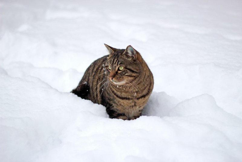 Кошка снег зима
