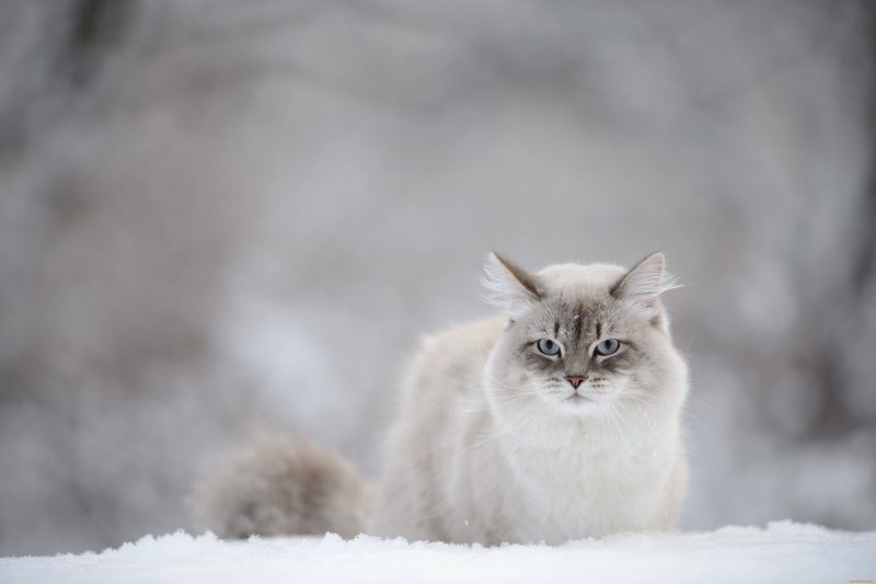 Снежный котик