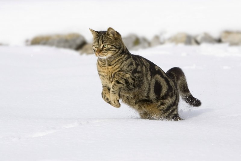 Кот прыгает в снег