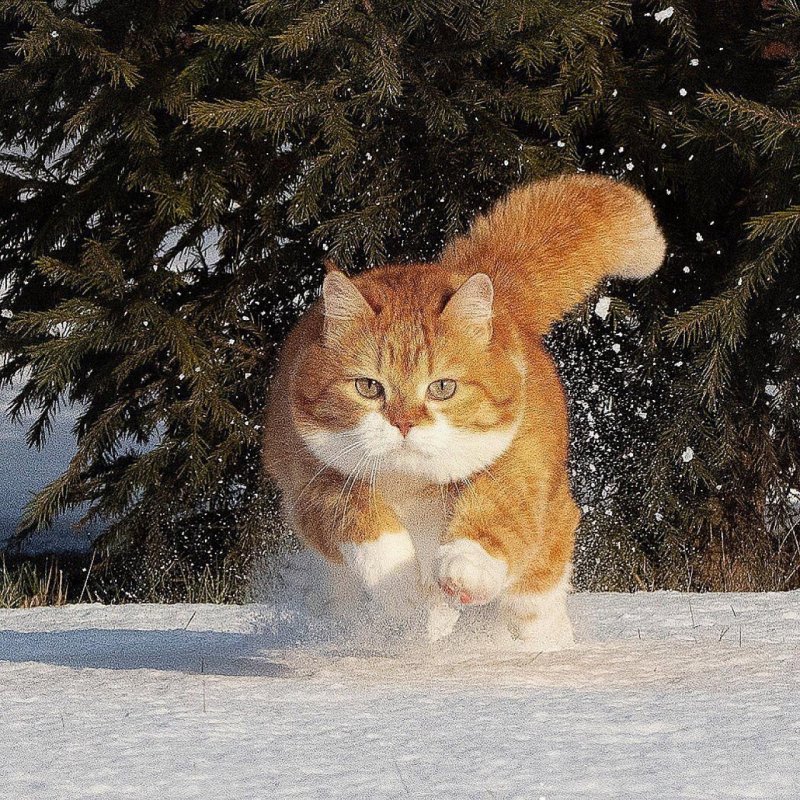 Зимние котики