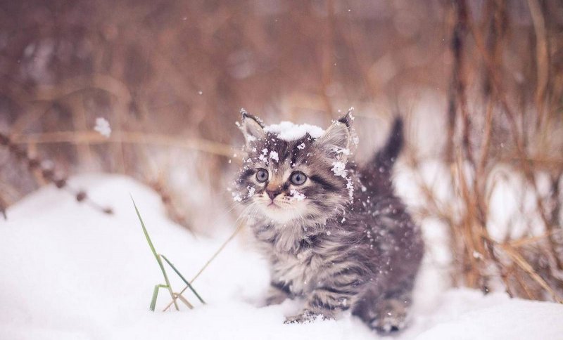Смешной кот в снегу