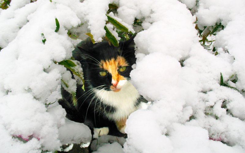 Кошка валяется в снегу