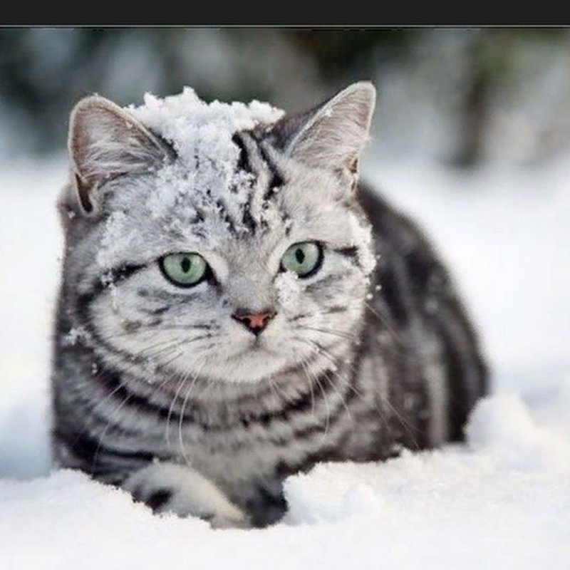 Сибирская кошка зимой