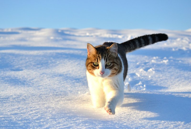 Кот снежок