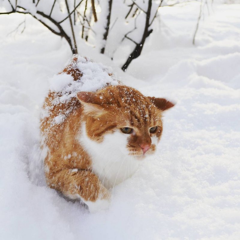 Снегопад животные
