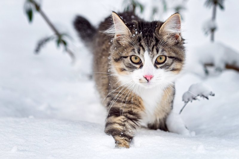 Зима кот картинки красивые