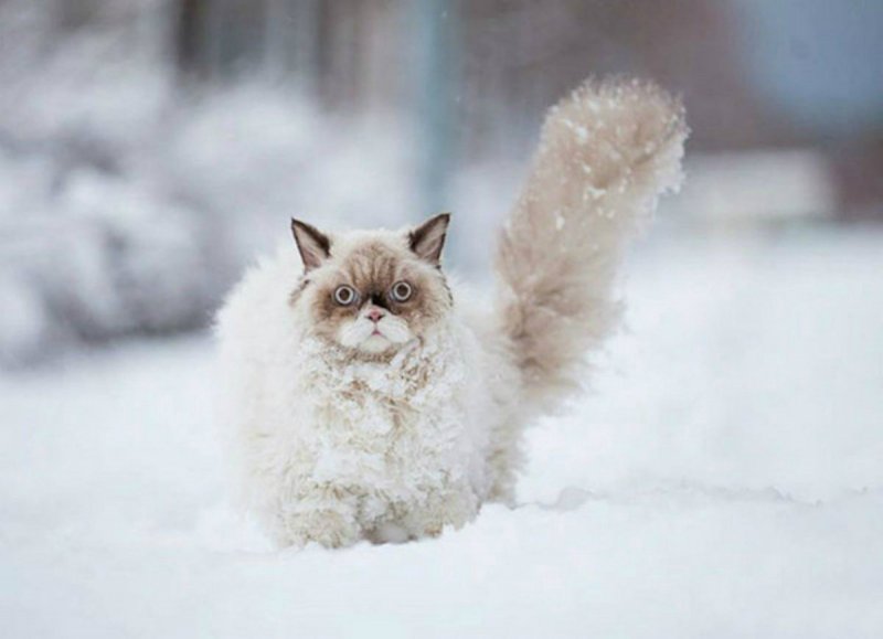 Кот и мокрый снег