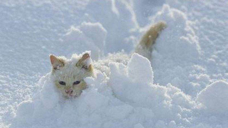Белый кот в сугробе