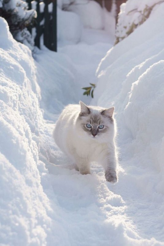 Черный котенок в снегу