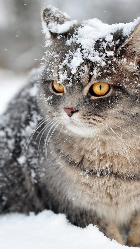 Порода кошек Аляскинский снежный кот
