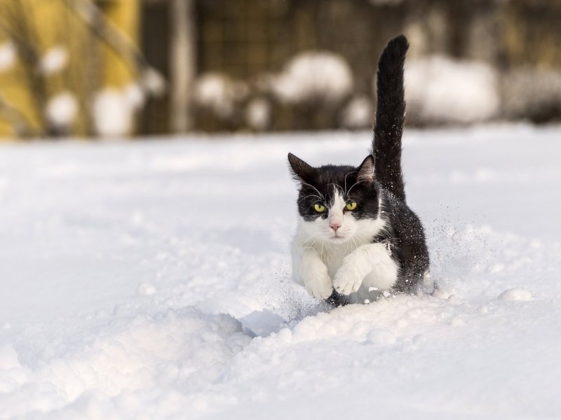 Котик зимой в снегу