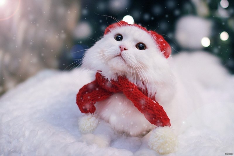 Зима кошка Сиамская