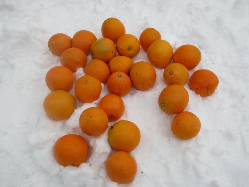 Заснеженные апельсины