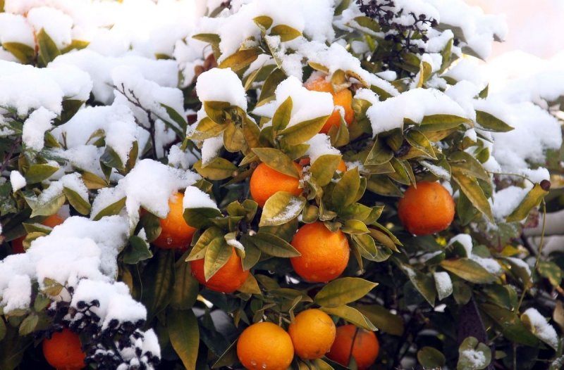 Апельсиновые деревья в снегу