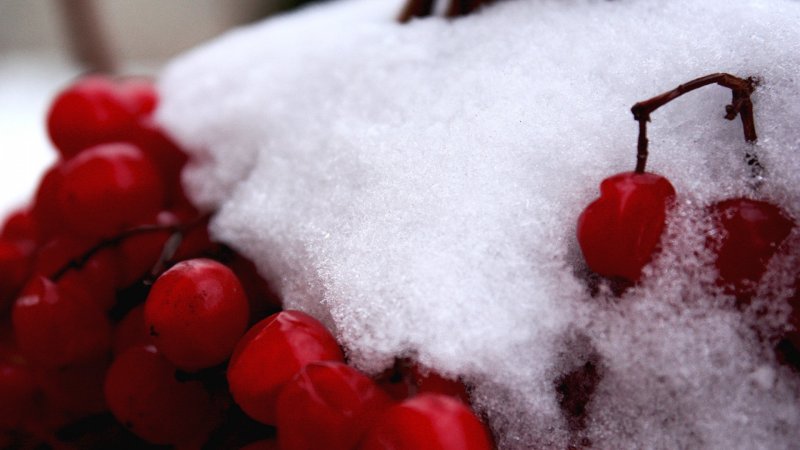 Красные ягоды зимой