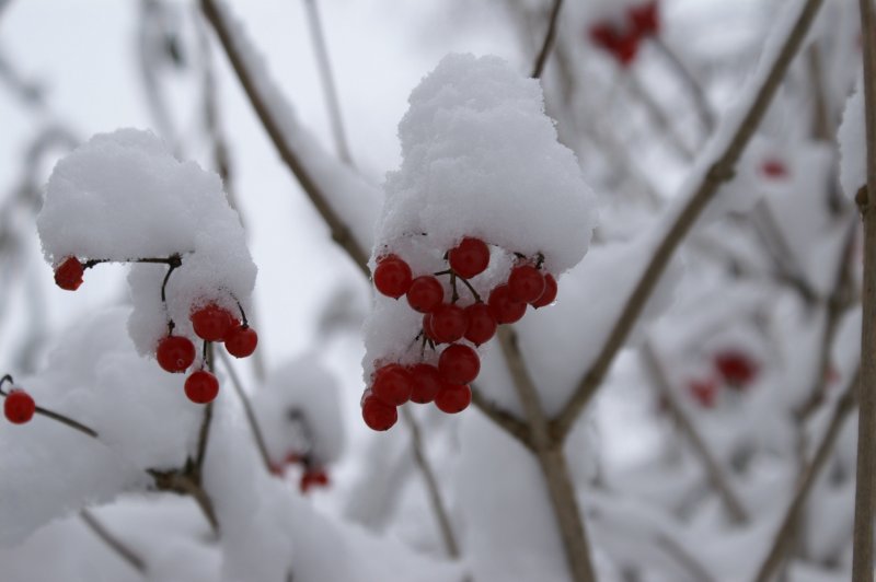Куст с ягодами зимой