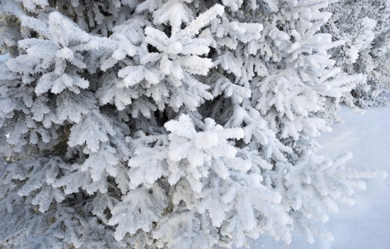Пушистая елка в снегу