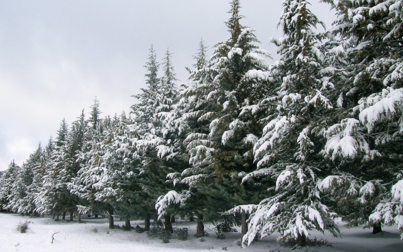 Хвойные деревья в снегу