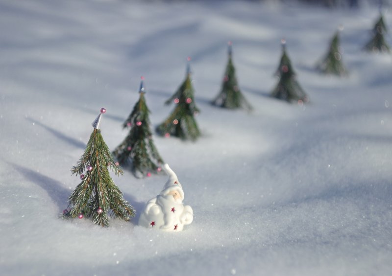 Маленькая елка в снегу