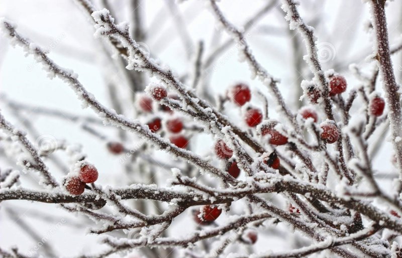 Куст целиком .боярышник с ягодами зимой фото