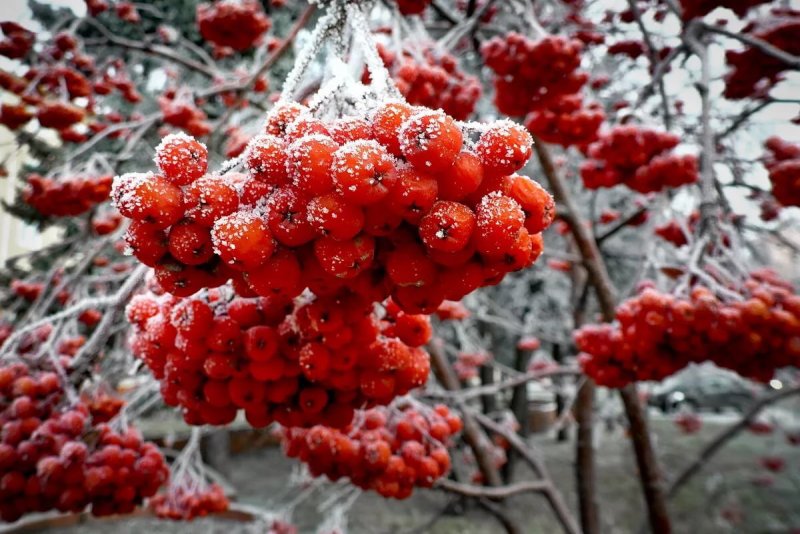Hawthorn Berries Snow