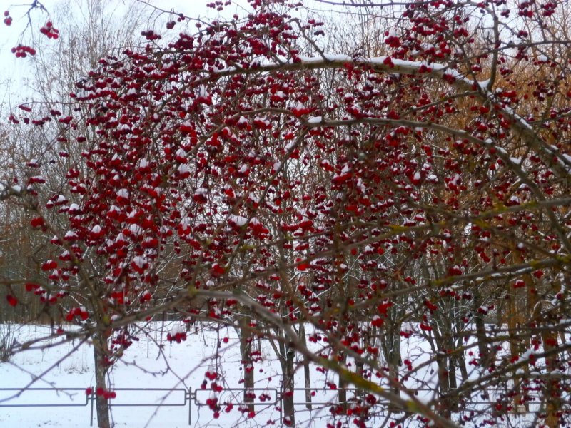 Деревья с ягодами зимой