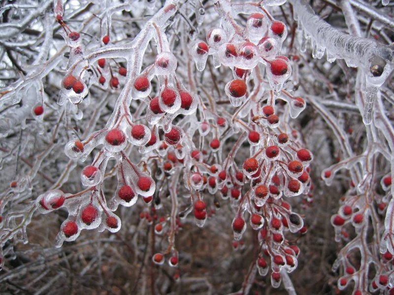 Ледяные ягоды