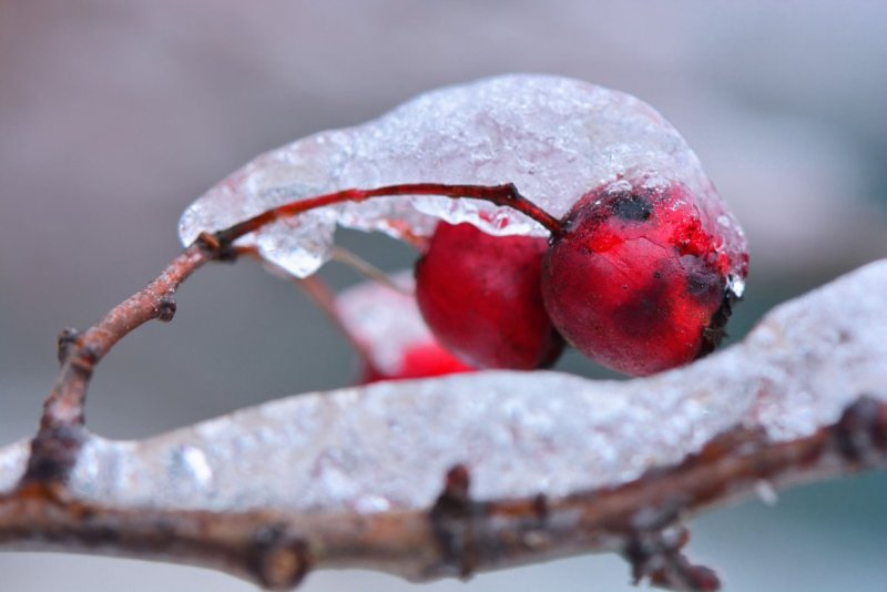 Декоративная яблоня в снегу