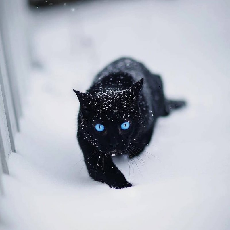 Черный кот с голубыми глазами